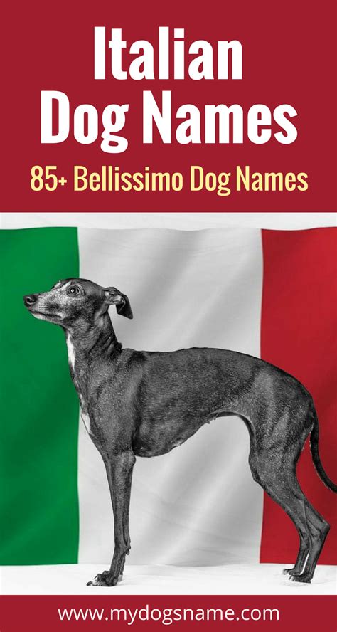 85+ Italian Dog Names That Are Bellissimo! | Dog names ...