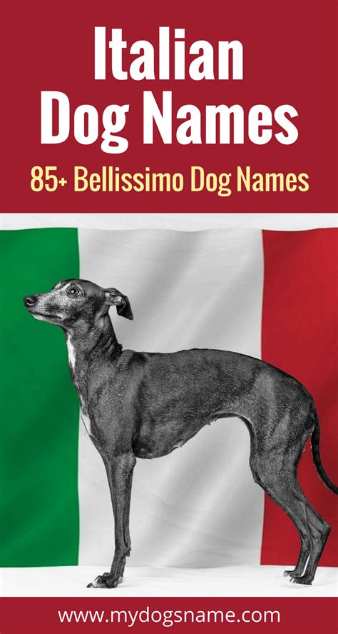 Here are some italian cat names that might fit your fur baby. 85+ Italian Dog Names That Are Bellissimo! | Dog names ...