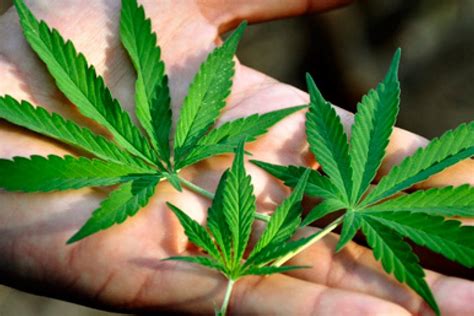 Marijuana is used as a psychoactive (i.e. En Brasil debaten la posibilidad de legalizar la marihuana ...
