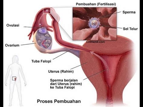 Namun, anda perlu waspada apabila sedang hamil dan mengalami keputihan berdarah setelah usia kehamilan trimester pertama. Keluar Darah Saat Hamil 2 Bulan - Informasi Dunia Kesehatan