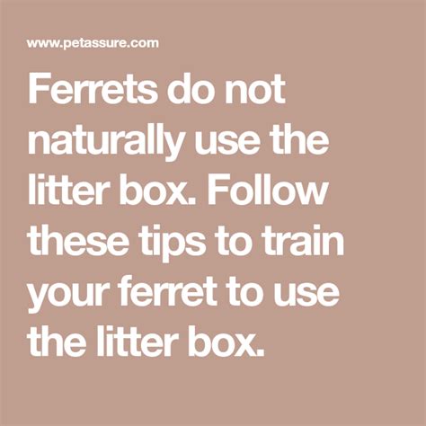 We did not find results for: Ferrets do not naturally use the litter box. Follow these ...