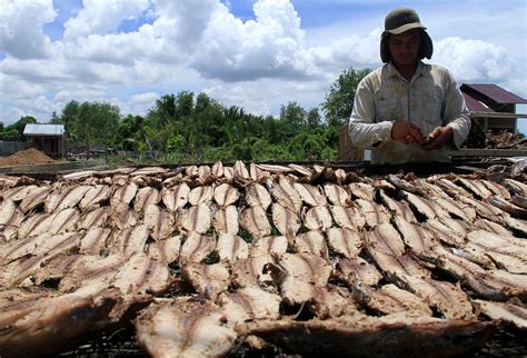 Ikan kayu digunakan oleh para biarawan dan jemaatnya dalam tradisi buddha mahayana. Melihat Proses Pengolahan Keumamah, Ikan Kayu Khas Aceh