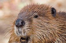 beaver beavers biber castor kunduz adorable istj mammals castores birds hairy saw ec0 rodents