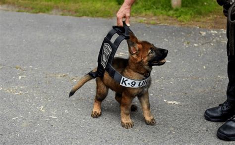 Maybe you would like to learn more about one of these? How To Train Your Service Dog - GSD Service Dog Training ...