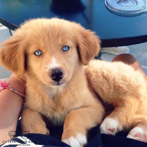 Their blue eyes will leave you melting. From @Kona_and_Nala: Nala is an Australian shepherd husky ...