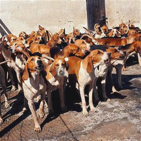 O français blanc et orange é portador da aparência típica do cão de caça francês, corpo magro e musculoso mas com um aspecto rústico. Chien Français Blanc et Orange Breed Guide - Learn about ...