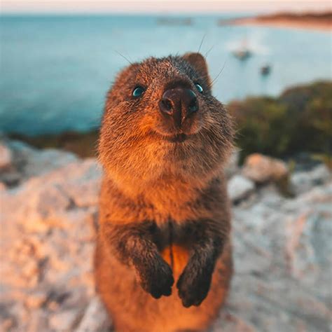 Adorable quokka smiles to the camera. 15+ Cutest Pets To Own In Australia - Wayang Pets
