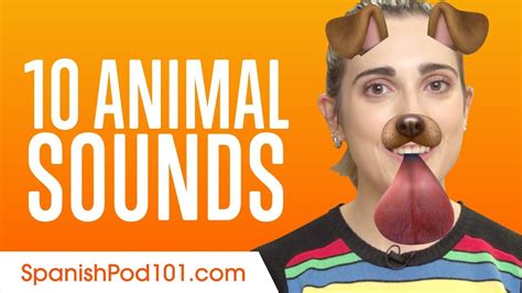 Before the 18th century, the export of merinos from spain was a crime punishable by death. Learn The Top 10 Animal Sounds in Spanish - YouTube
