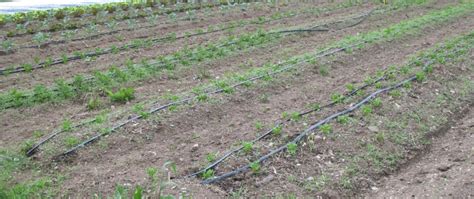 The flow output will be slightly less than at 25 psi but any difference can be made up with longer watering times. Using Drip Irrigation with Low Pressure Water - Snakeroot ...