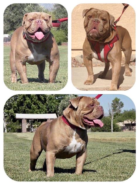 Buy and sell on gumtree australia today! Tucson Bulldogges - Olde English Bulldogge #OEB #bulldog # ...