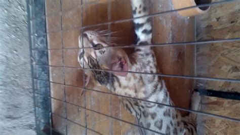 Foto inilah jenis jenis kucing yang ada di asia tenggara termasuk. Kucing Harimau - YouTube