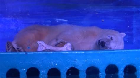 El mall chino en calle varas cuando carabineros intervino. Piden que oso polar "más triste del mundo" vuelva a su ...