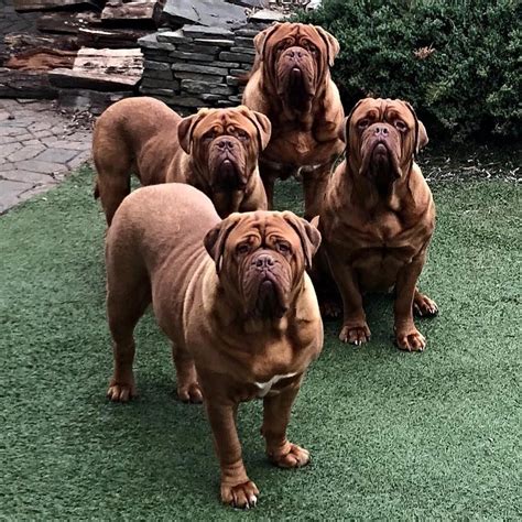 All of our english bulldog puppies for sale are akc registered, vaccinated up to date and come with a 1 year health guarantee. English Bulldog Puppies For Sale Under 1000 - Animal Friends
