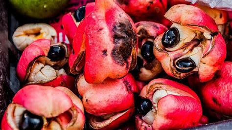 Pokok cincau hitam atau nama saintifiknya platostoma palustre tergolong dalam famili lamiaceae. Fakta Unik Buah Ackee yang Beracun Tapi Jadi Makanan Pokok ...