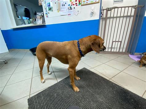 Firmenbeschreibung unsere philosophie ist, je mehr platz die tiere zur verfügung haben, je mehr freilauf sie haben und je mehr sie draussen beim gassilaufen sind, desto niedriger ist der. Maxi (Mischling, 5 Jahre 6 Monate) - Hunde/ImTierheimWeil ...