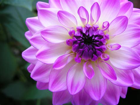 See us at the nw flower & garden show. Dahlia "Sky Angel" | Flickr - Photo Sharing!