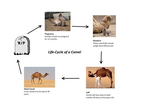 Kids just love to explore all the places that animals live and observe their behaviors. What is a feral camel? - My Site