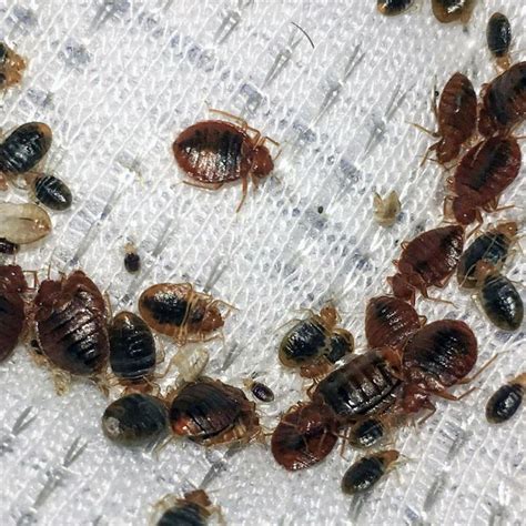And i'll be talking to you about pest control. Termites Redcliffe Brisbane - Pest Control Redcliffe ...
