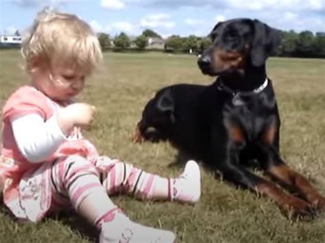 On manque parfois d'espace pour planter des arbres fruitiers en pleine terre. Une dobermann surveille une petite fille (vidéo)