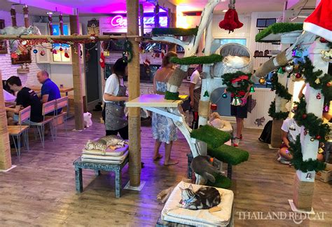 Select room types, read reviews, compare prices, and book hotels with trip.com! The Bangkok Cat Cafe | Thailand Redcat