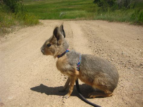 Hello, i have updated all of the links for banged her snatch which should significantly aid navigating the various choice trees a lot easier. Cayenne & Chili Pepper - Animal Wonders Inc.