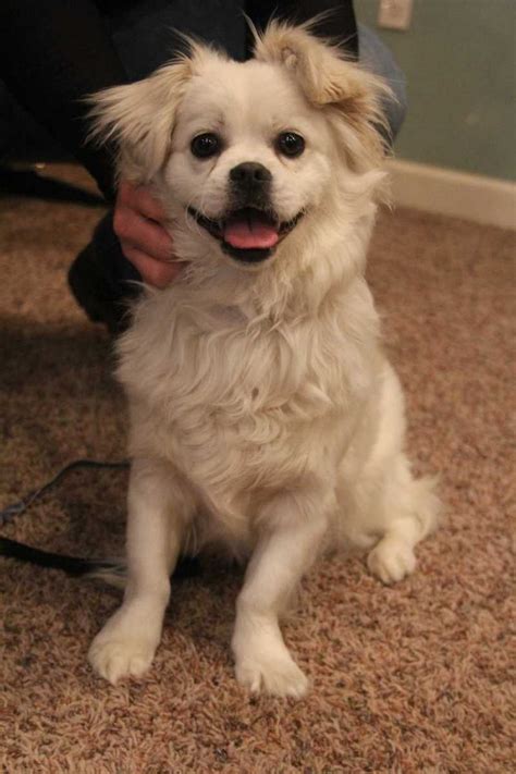 A person can find chihuahua puppies for free at a local animal shelter. Chihuahua Pekingese Mix Craigslist | Top Dog Information