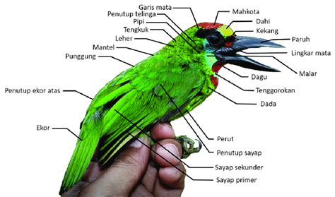 Burung trucukan adalah burung omnivora, biasanya burung trucukan memakan serangga, buah. Gambar 2. Bagian-bagian tubuh burung. (Foto: M. Irham ...