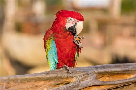 Parrot World, le parc animalier immersif >> Avis, prix, photos...