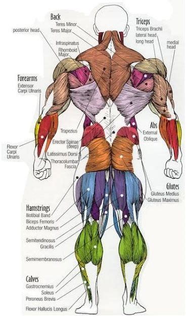 You maintain the position of the core while moving the other parts of the body. Well, it's colorful. Hmm. As for the size of this man's muscles, it is thought that anatomical ...