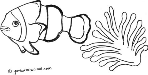 Sketsa kupu kupu kumpulan gambar dan cara menggambar lengkap. Gambar Mewarnai Ikan - Gambar Mewarnai - Gambar Mewarnai