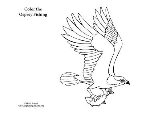 Below you can find free downloads to the books, free audiobook downloads, full chapter by chapter bird list with links to further information, coloring pages, notebooking pages, audio clips, and video clips. Osprey Drawing at GetDrawings | Free download