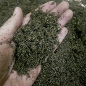 Peat moss is a wonderful (but controversial) soil additive for your garden. Jual Peat Moss Peatmoss Media Tanam Import pH Balance ...