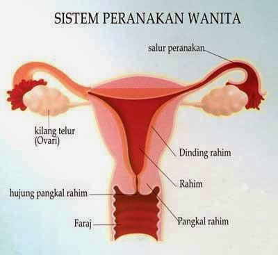 Banyak keputihan keluar dari miss v miss v berair seluar dalam sentiasa dalam keadaan basah perut sentiasa kejang period tidak menentu perut buncit sakit ketika bersama suami tumit kaki sakit kerap keluar air dari miss v setiap kali. PENGEDAR SAH SHAKLEE SEREMBAN,NEGERI SEMBILAN: TANDA RAHIM ...