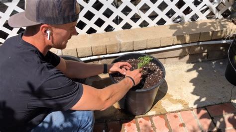 We did not find results for: Infinite Aquaponics - Lower & Lean Tomato Trellising - YouTube