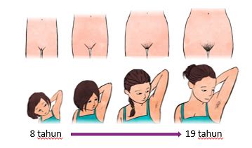 Tulang punggung (pelvic) yang melebar. Perubahan Fizikal Lelaki Dan Perempuan