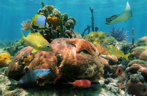 Crystal reef is located on the far left side of the ocean areas. 10 Best Underwater Adventures in the World - Fodors Travel ...