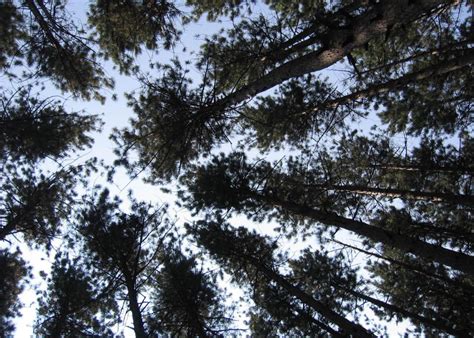 In years past, in late summer, we've attended the annual classical music concert among the tall pines (magical), in. Cumming Nature Center