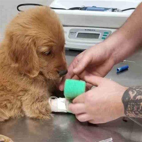 He has the biggest heart and just wants to find a family who will love him the way he is. Golden Retriever Puppy Abandoned In Cardboard Box - The ...