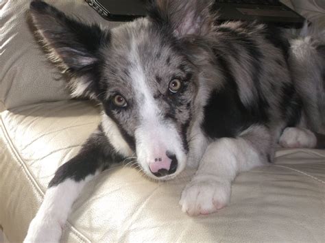 This is my first dog i have trained this. Beautiful blue merle border collie puppy for sale | Dinas Powys, Vale of Glamorgan | Pets4Homes