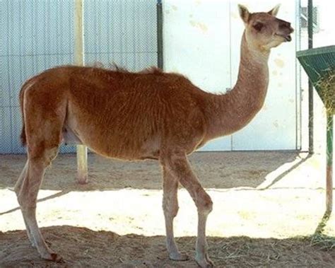 Alpacas , camels , llamas. CAMA (HYBRIDS BETWEEN CAMEL AND LLAMA) - RARE ANIMALS