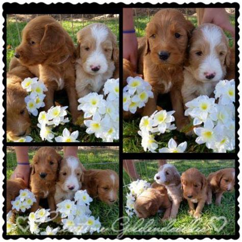 F1, f1b, f2b mini petite and petite goldendoodle puppies. Goldendoodle Puppies Parti colored for Sale in Fontana ...