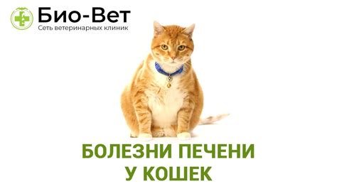 Болезни Печени У Кошек & Топ-5 Распространенных Заболеваний Печени У ...