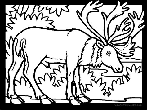 This page features easy color black lines with four fun facts about this special arctic. Caribou 01 Coloring Page | Coloring Page Central