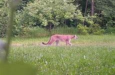 sighting cougar
