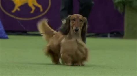 New entry limit for the masters agility championship: Westminster Kennel Club Dog Show - 2021 Hound Group Judge ...