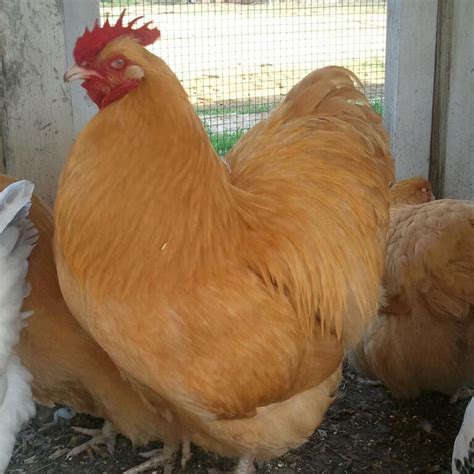 Being rather heavy, the buff orpington chickens are able to fly small distances and rarely do, so they work well as backyard birds. English Buff Orpington Rooster | BackYard Chickens - Learn ...