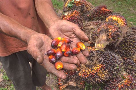 Starch and vegetable fats and oils manufacturing | oil palm tree farming. EU palm oil ban sows bitter seeds for Southeast Asian ...