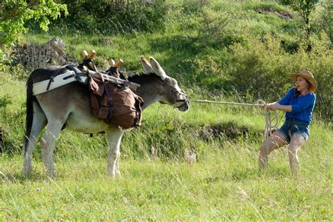 Een hoofdrol in de film is weggelegd voor patrick, de koppige ezel die. Antoinette dans les Cévennes | Film Diaphana Distribution