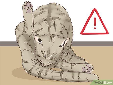 When my cats were in labor they would walk around anxiously until she found the spot she wanted to give birth. 3 Ways to Tell if a Cat Is in Labor - wikiHow Pet