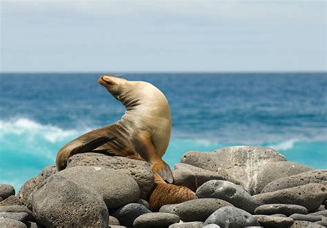 Galapagos island cruises 2020 & 2021: Best Of Ecuador & Galapagos Islands | Indus Travels